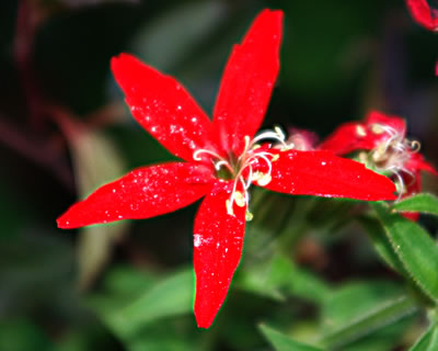 Silene regia Prairie Fire 1790